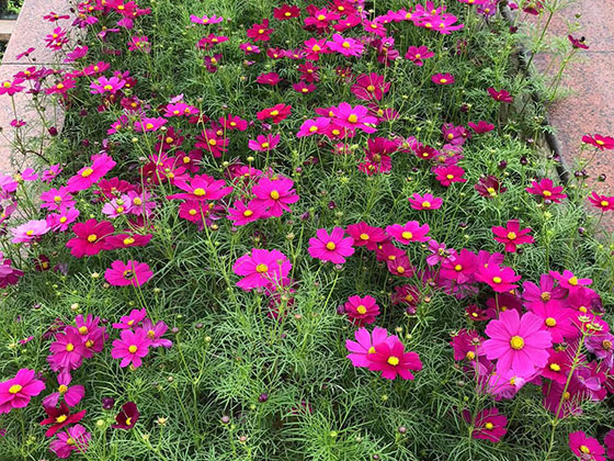 重庆花草摆租|露台绿化